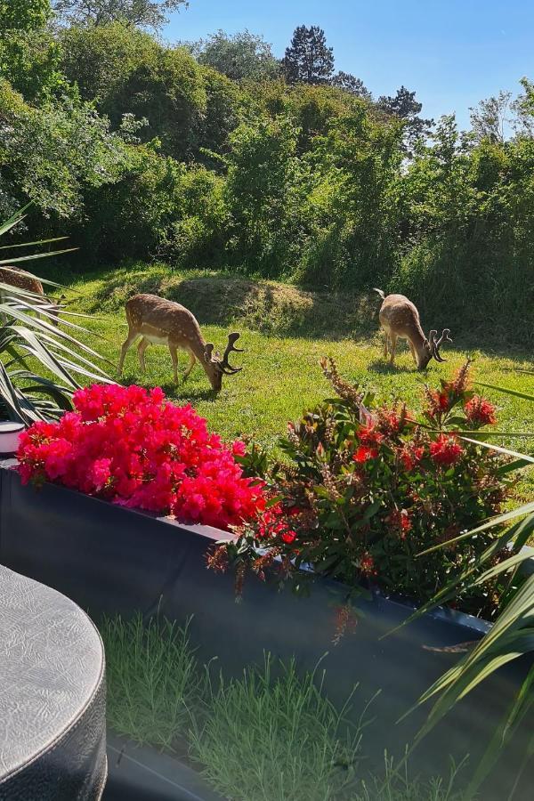 B&B Het Duinhuisje Met Jacuzzi, Gratis Parkeren, 2 Fietsen Te Leen, Airco Zandvoort Luaran gambar